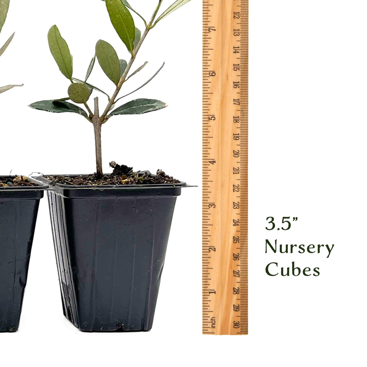 6 Mission Olive Tree Saplings – Edible Fruiting Evergreen Tree for Patio, Container, Indoor & Outdoor Growing, Mediterranean Culinary Olive (Olea europaea ‘Mission’) in 3.5″ Cubes, Live Plants