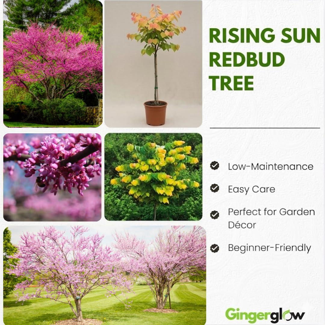 The Rising Sun Redbud Tree for Planting in Quart Pot, 12-18 Inch Tall, Eastern Redbud Tree with Seasonal Color Changes, Ornamental Tree for Home Garden Landscapes