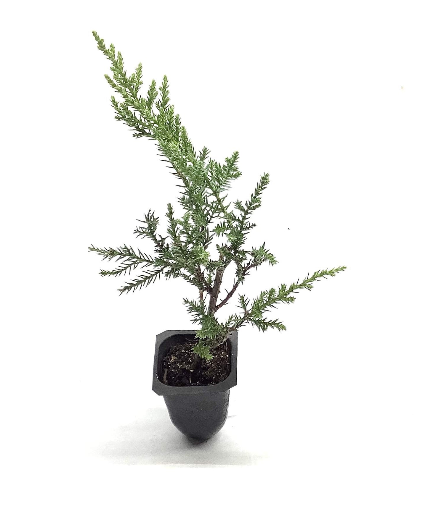 Kallay Juniper - 3 Live Plants - Juniperus Chinensis - Drought Tolerant Cold Hardy Evergreen Ground Cover