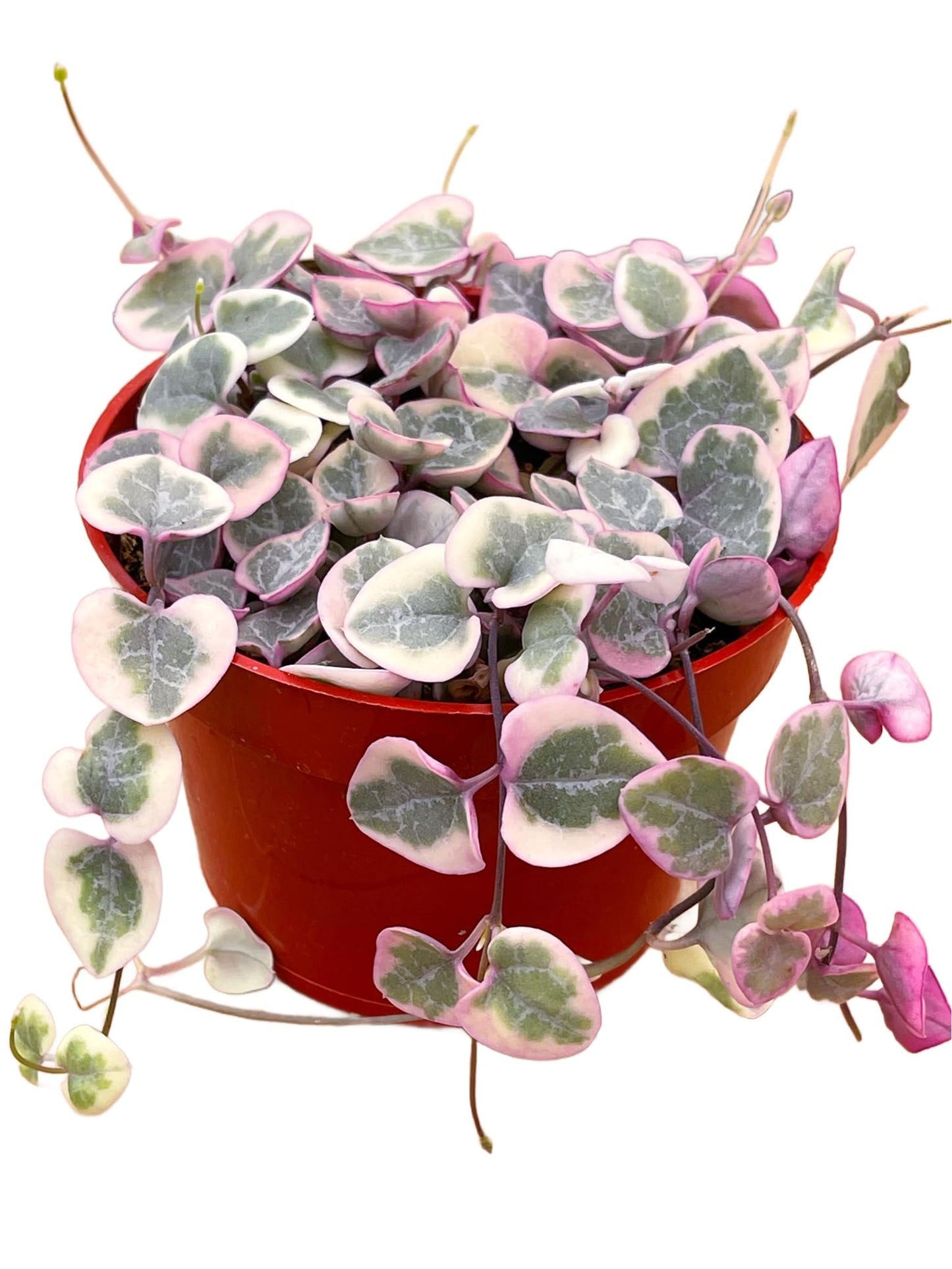 Succulents Plants Live 2inch Live Mini Succulent Plants, Easy Care House Plants Rooted in Succulent Soil Mix, by The Succulent Cult (Variegated String of Hearts, 4 Inch)