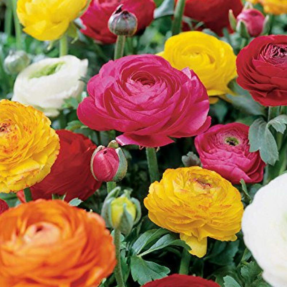 Ranunculus Mixture - 12 Bulbs