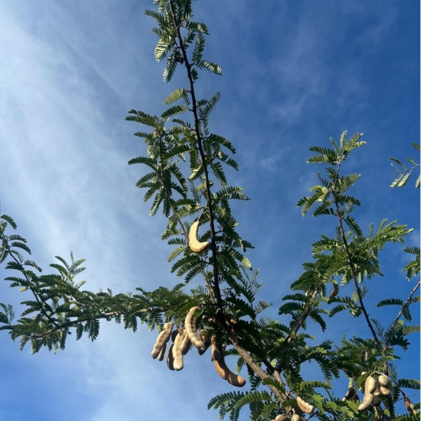 Tamarind Tree Live Plant, Tropical Tamarind Fruit Tree, 2-3 Feet in Gal Pot, Outdoor Planting