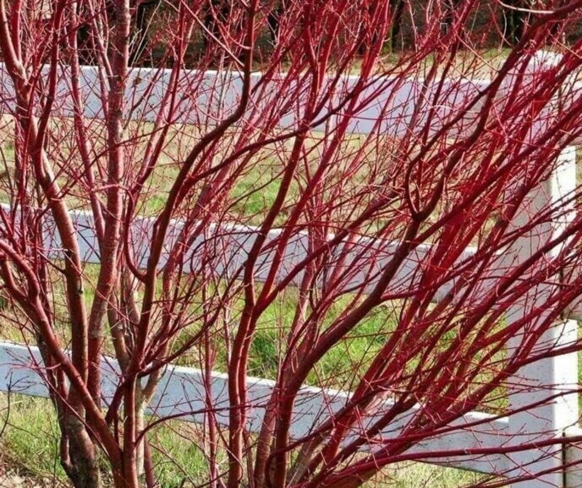 Red Twig Dogwood Shrub/Bush - (Red Osier) - 6-12" Tall - Quart Pot - Live Plant - Cornus sericea
