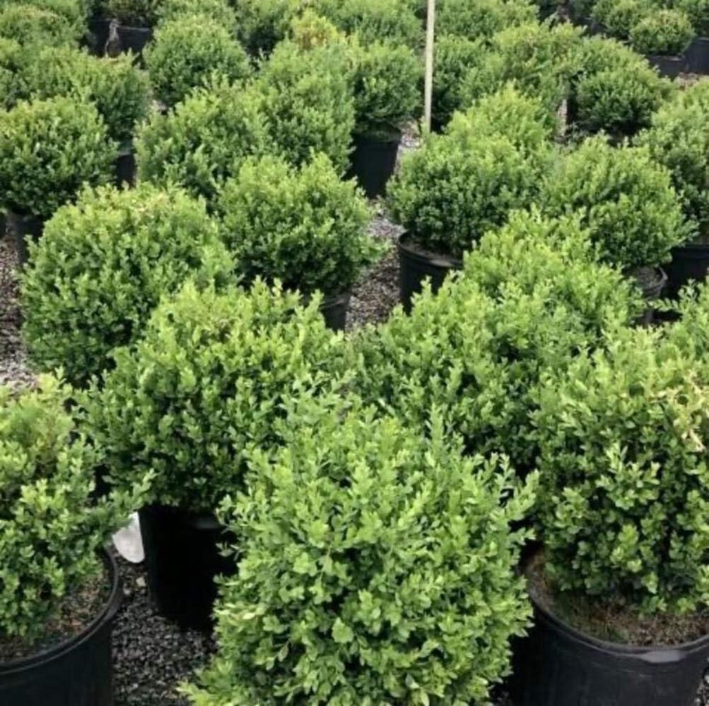 Buxus Green Mountain (3 Gallon)