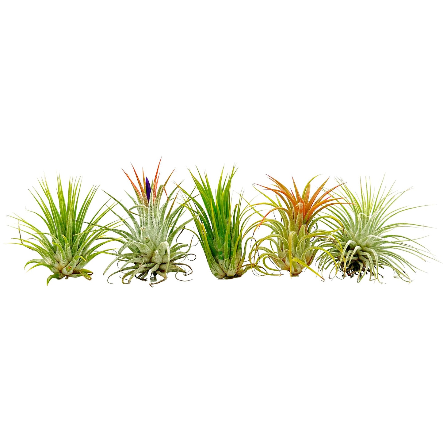 ragnaroc Air Plants - Tillandsia Ionantha Pack, Regular 1-3" - 5ct - Live Arrival Guaranteed - House Plants for Home Decor & Gift