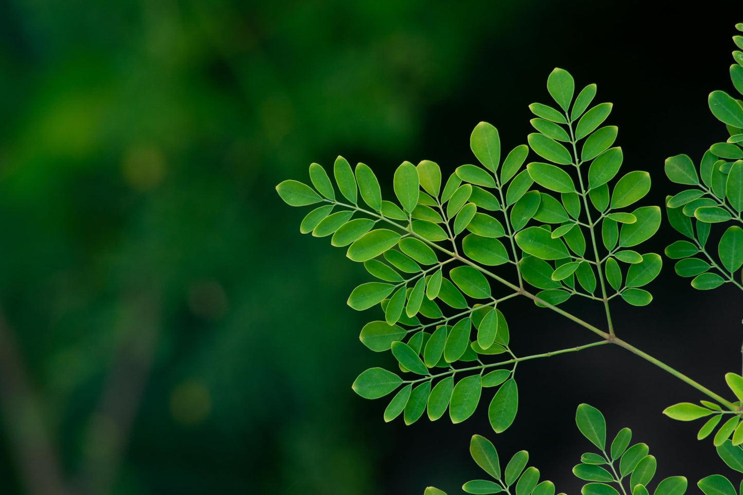 Moringa Tree Seeds for Growing - Grow Moringa Seeds to Eat - Moringa Plant Tree Seedlings - The Tree of Life, Moringa Oleifera (1,000 Seeds)