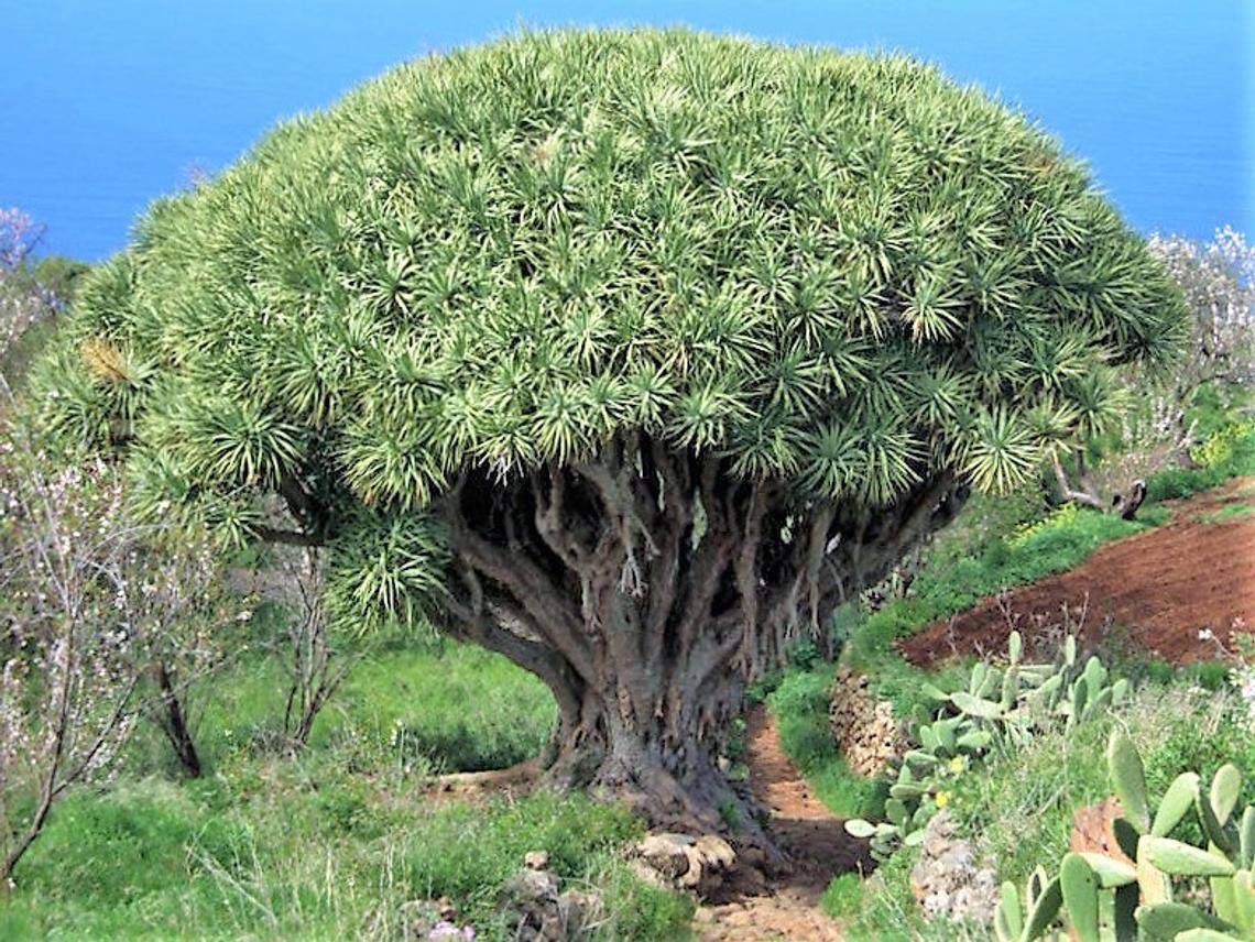 Dragon Blood Tree Seeds to Grow - 6 Seeds - Dracaena Draco Seeds for Planting - Exotic Tree Seeds