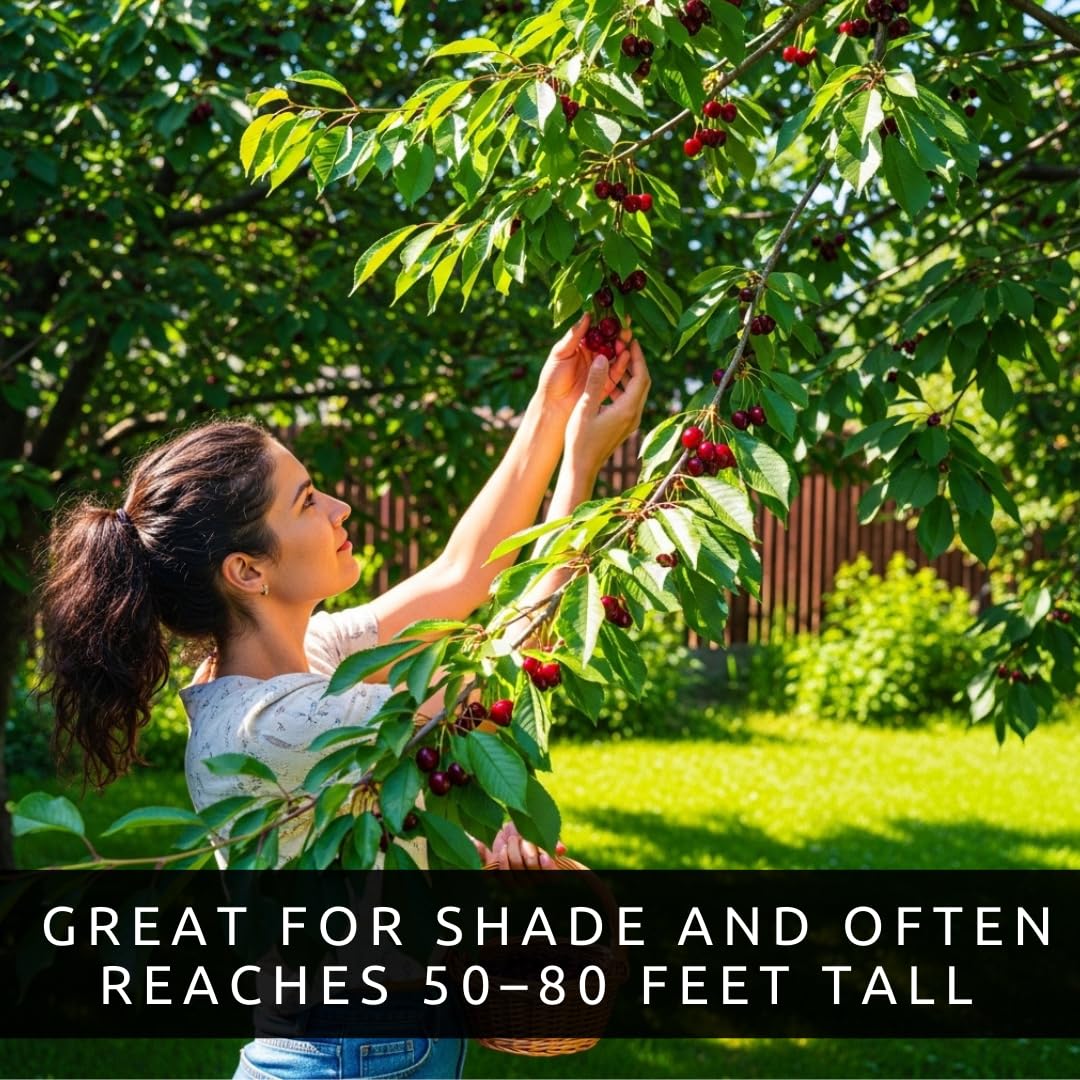 3 Black Cherry Fruit Tree Live Plants - Prunus serotina, Great for Home and Garden Yards Planting - Native Edible Cherry Shade Tree (3 Rooted Tree Plants)