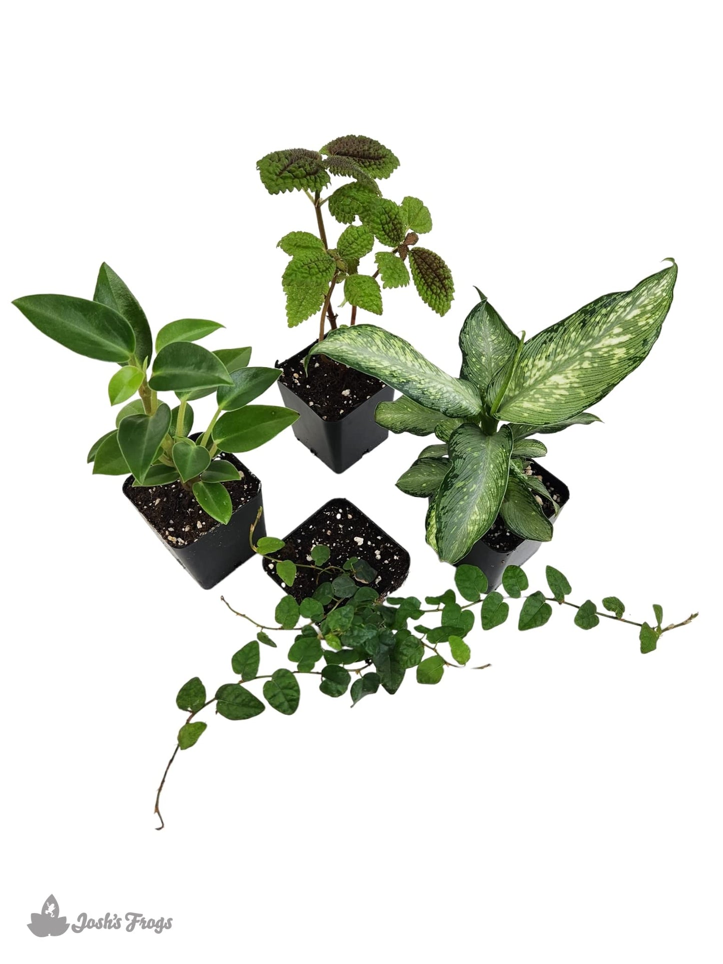 18x18x24 Day Gecko Vivarium Plant Kit