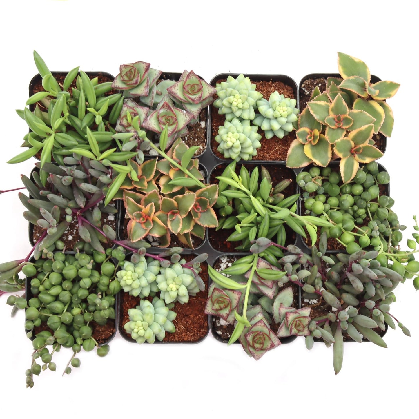 Mountain Crest Gardens Trailing & Strings Succulent Pack - 12 Live Plants in 2 Inch Pots - Real Succulents for Hanging Planters, Home Decor, and DIY Arrangements