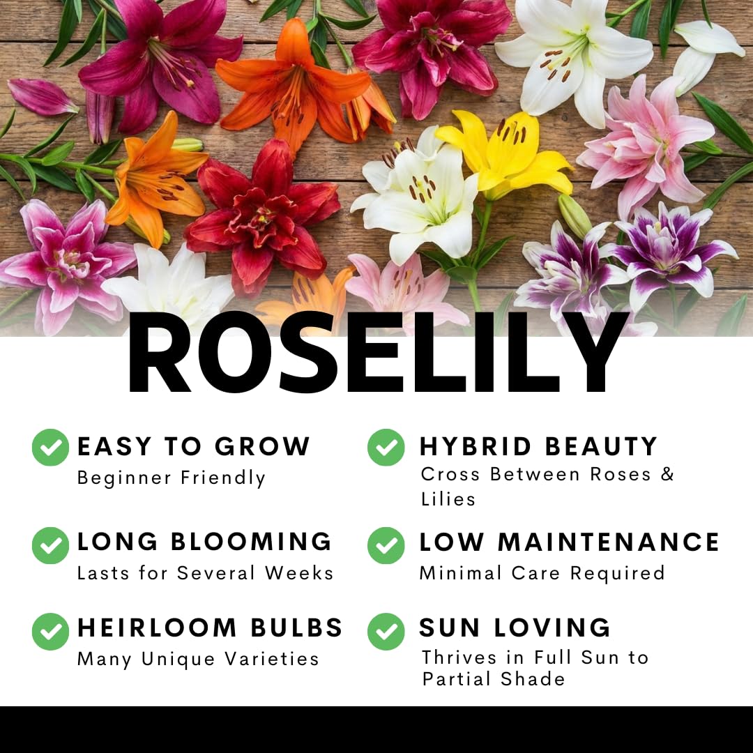 White Oriental Lily Bulbs for Planting - Unique Ruffled Leaves Perennial Lilium Bulbs - Grow Your Own Wedding Flowers (3 Bulbs)