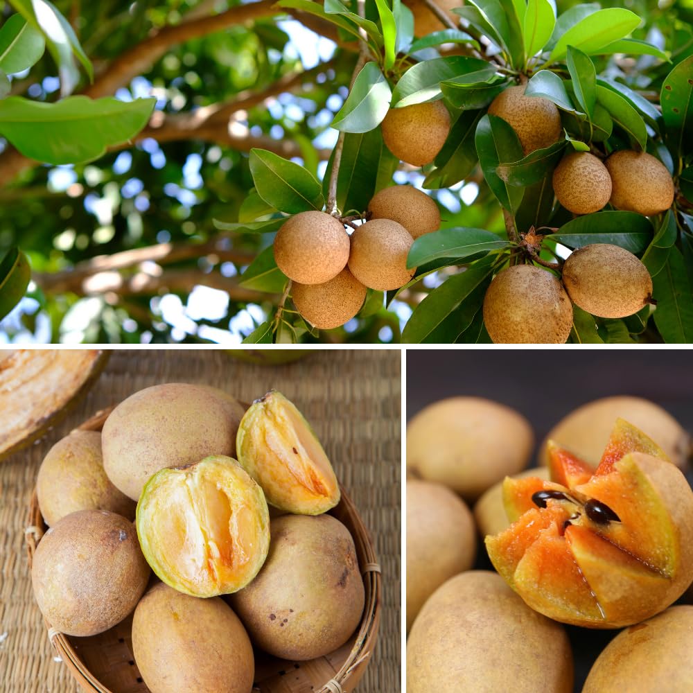 Live Sapodilla Tree, Sapodilla Tree Live Plant, 2-3 Ft Tall, 3 Gallon Pot, Tropical Fruit Plant, Sweet Edible Fruit, Ideal for Outdoor Garden, No Ship to CA