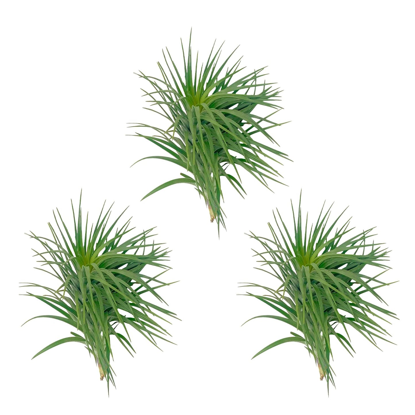 ragnaroc Air Plants - Flowering Tillandsia Pink Paske Large 5" - 3ct - Live Arrival Guaranteed - House Plants for Home Decor & Gift