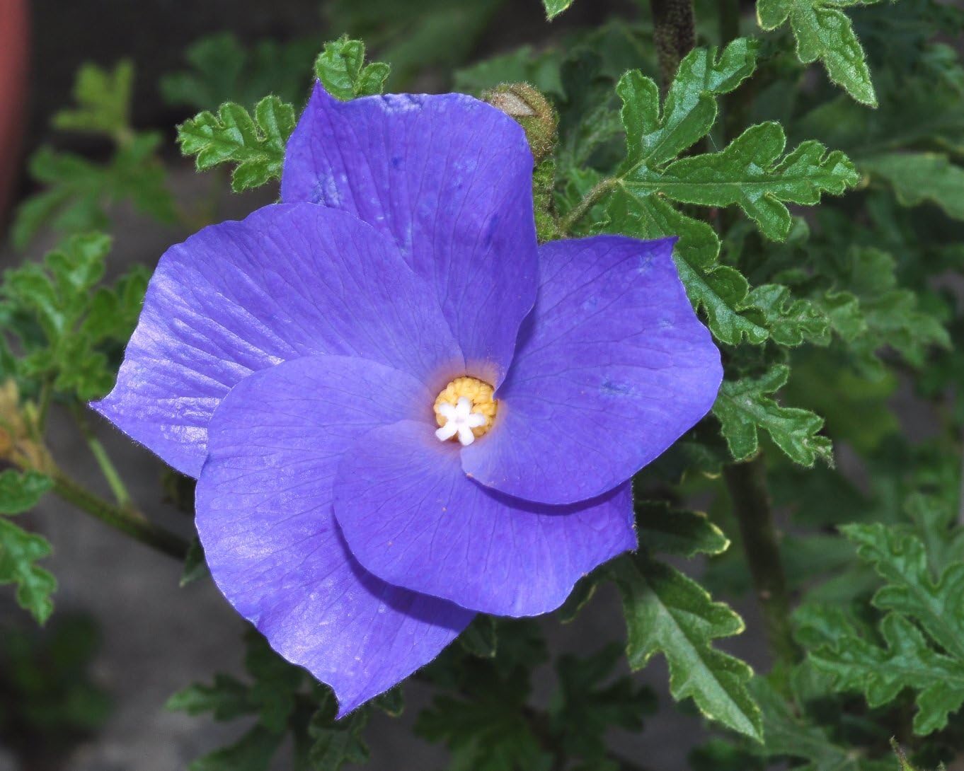 Live Plant - Alyogyne Huegelii Blue Hibiscus Live Well Rooted Starter Plant