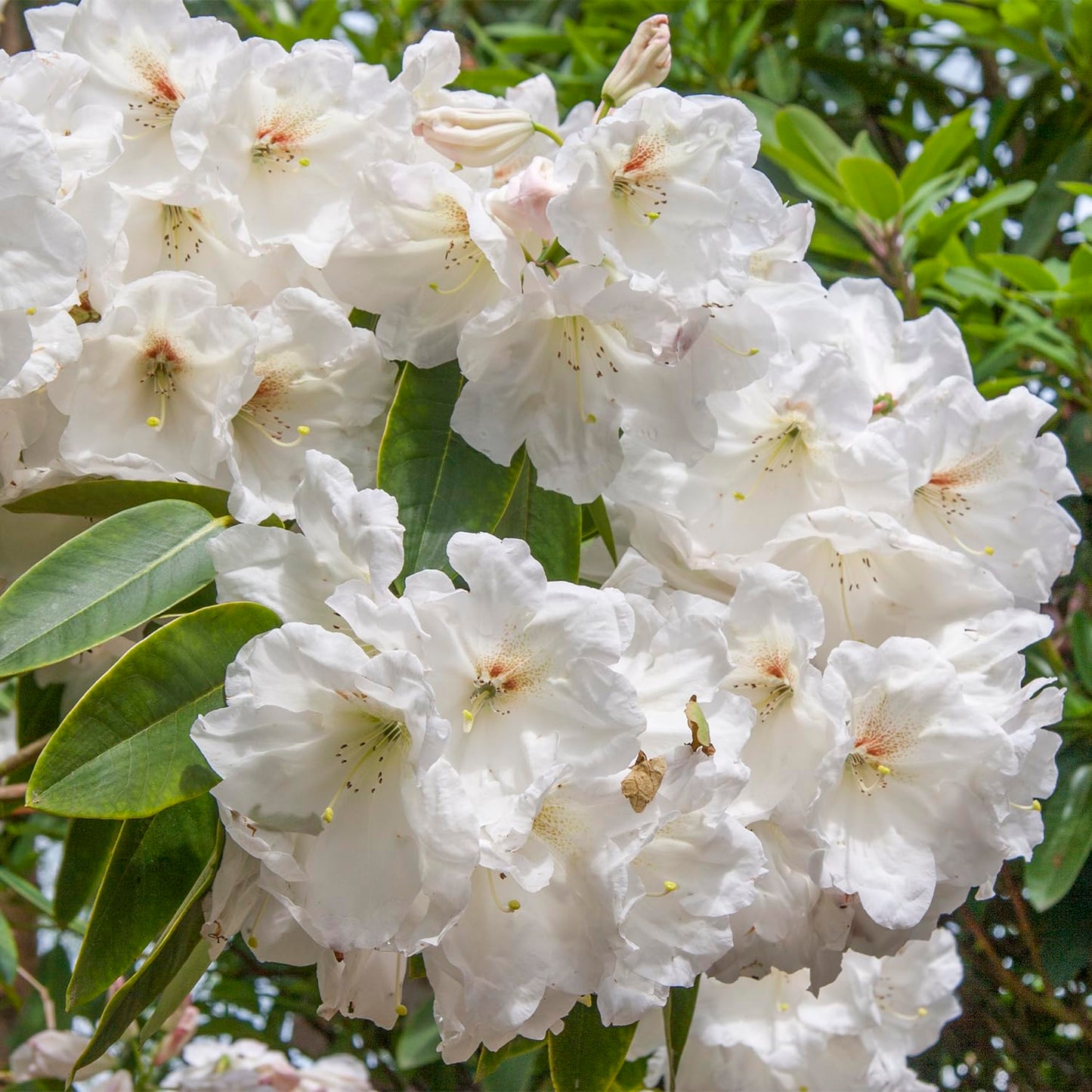 GARDENS ALIVE! - Chinoides White Flowering Rhododendron Broadleaf Evergreen Starter Shrub, One Plant per Offer
