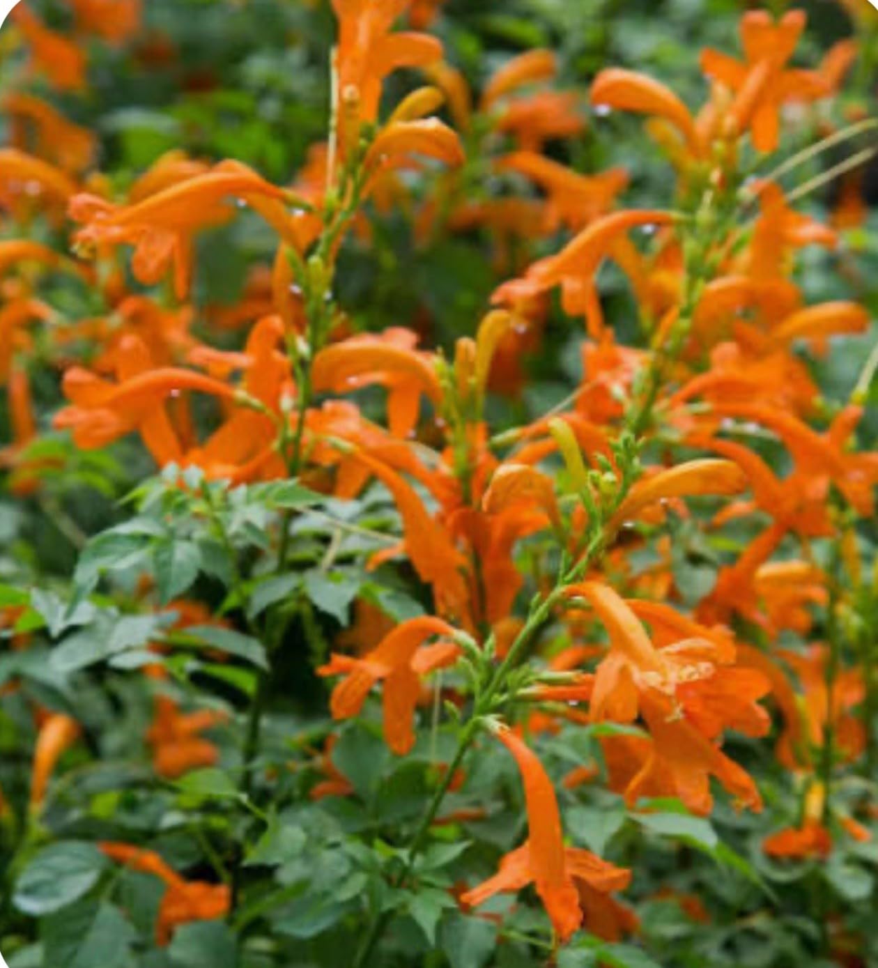 Live Plant - Cape Town Orange Tecomariasmall Rooted Starter Planthummingbird Heaven!