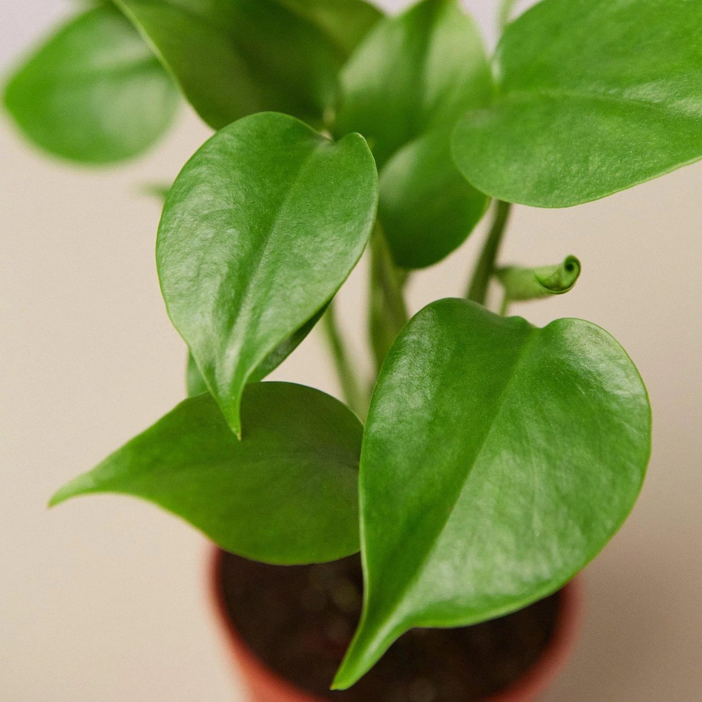 2 Pack Philodendron Monstera Split-Leaf in 6in Pot - Live Plants Tropical Houseplants | Variegated | USA Growers | The Snobby Leaf