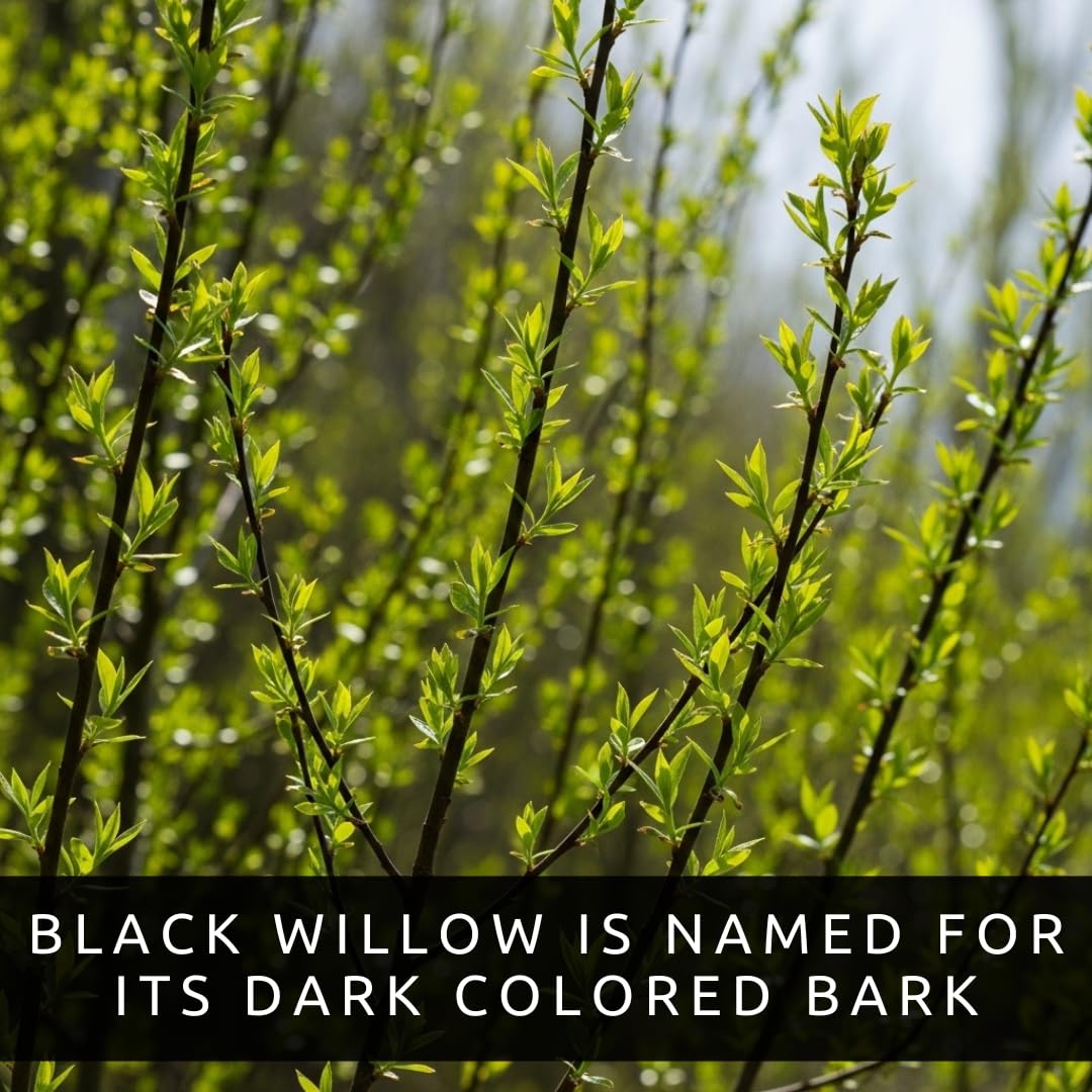 Black Willow Bonsai Tree Cutting to Grow - Dark Branches - Fast Growth, Good for Training - Easy-to-Root for Beginners & Experts, Indoor or Outdoor Planting - Gift for Plant Lovers