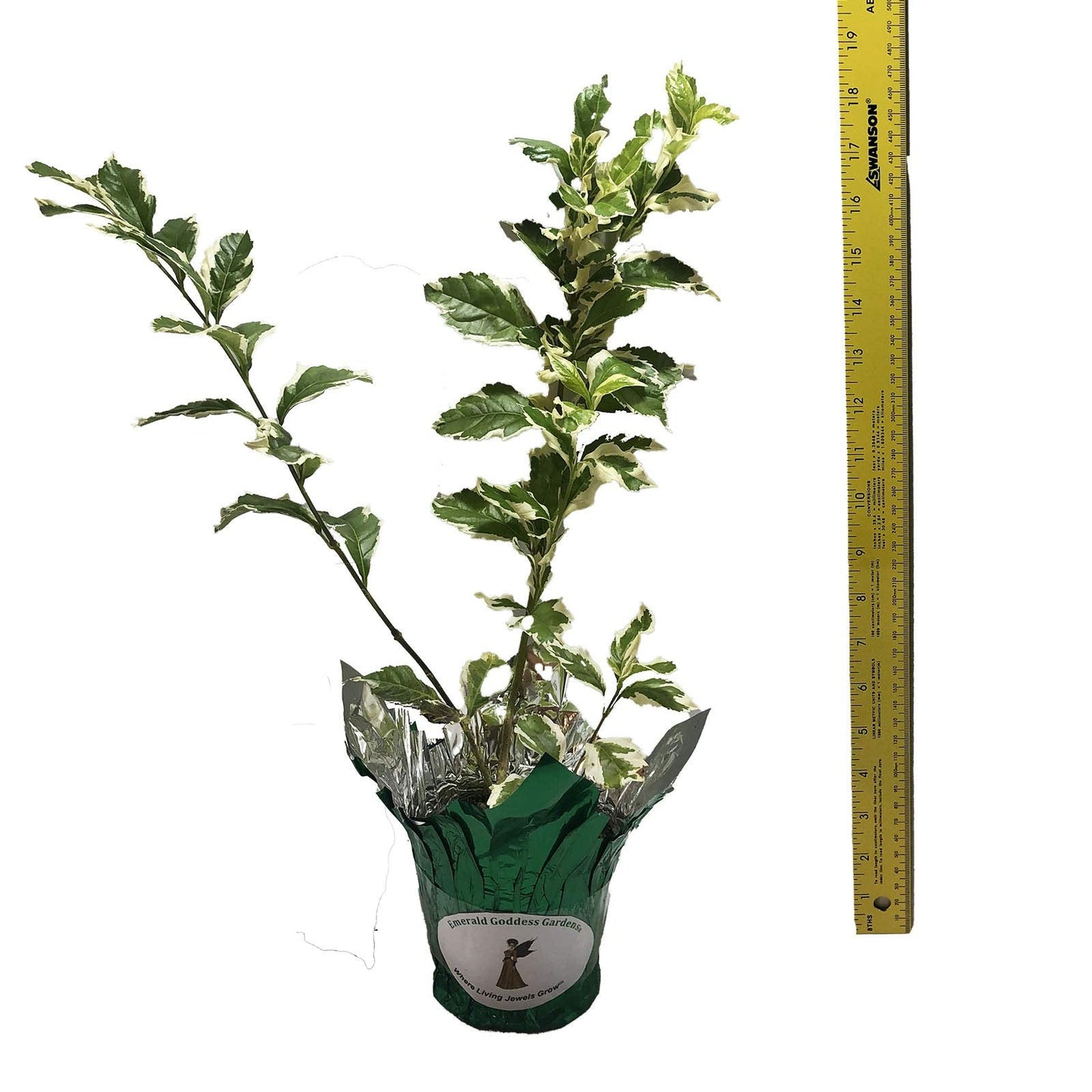 Variegated Sky Flower - Duranta repens cv - Live Plant - Pigeon Berry Golden Dew Drop- 8-10 Inches Tall - 4 Inch Pot