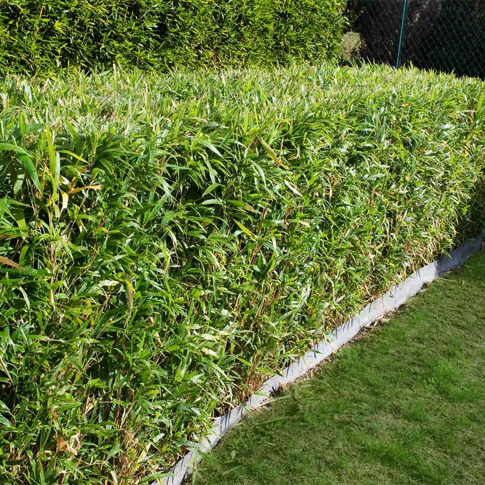 Live Plant - Hedge Bamboo (Bambusa multiplex) Live Plant