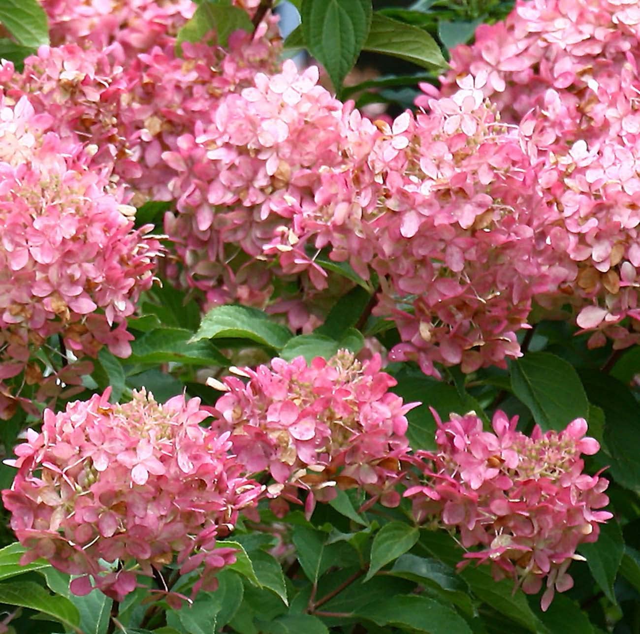 Votaniki Peegee Pink Hydrangea 1-2 Ft Plant- Perennial Flower, Peegee Pink Panicule | Beautiful & Low Maintenance Shrub with Pink Blooms (1 Pack)