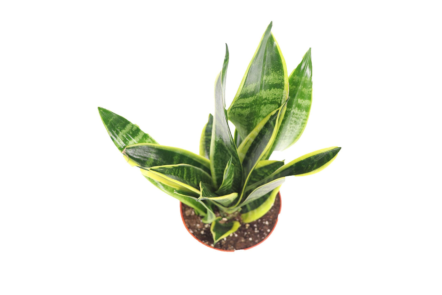 Sansevieria Superba - 6" from California Tropicals