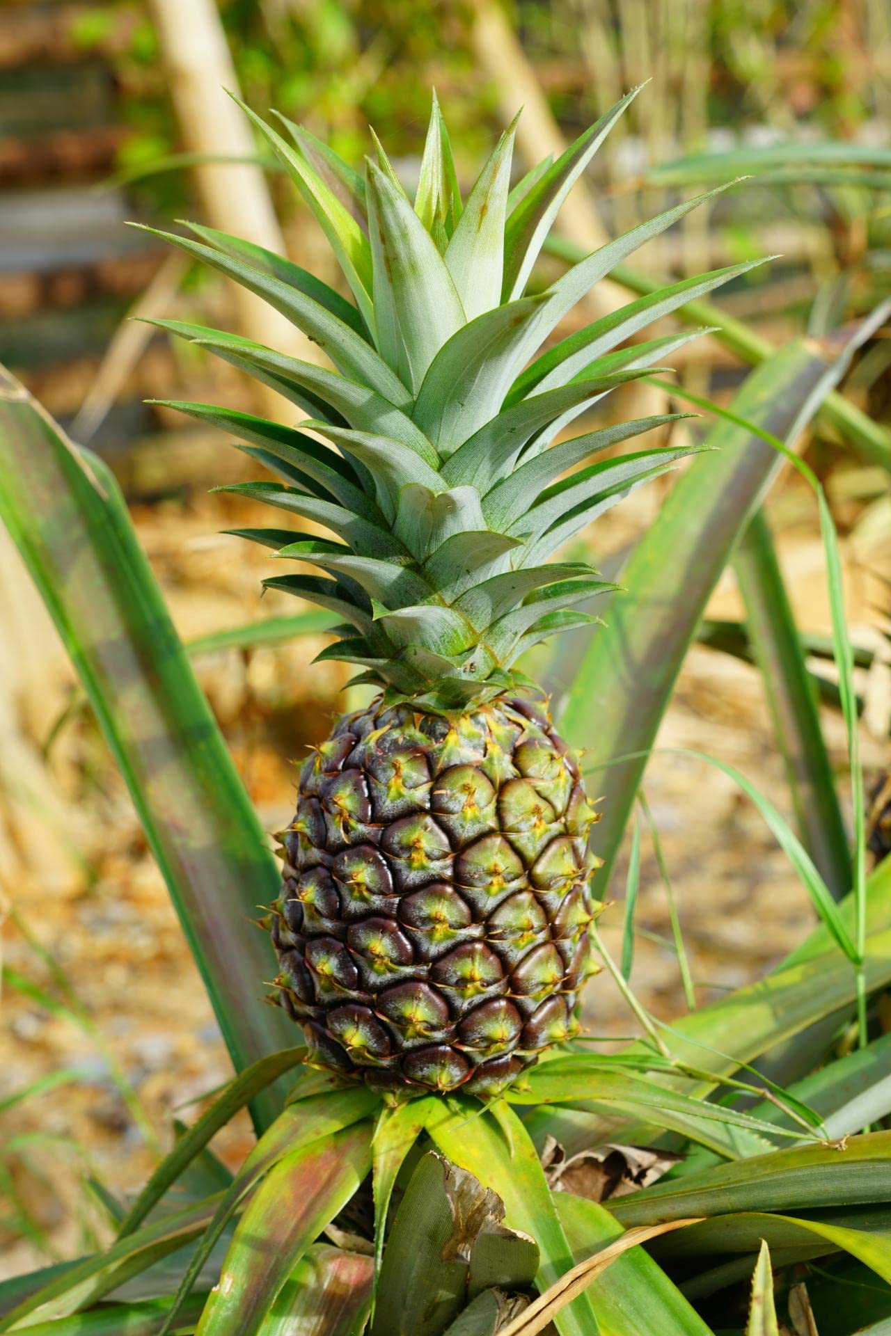 Pineapple Plant - Live Plant in a 4 Inch Grower's Pot - Ananas Comosus - Starter Fruit Trees Ready for The Patio and Garden