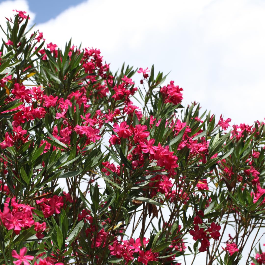 2 Live Pink Oleander Plants, Flowering Bush, 4-7 Inches Tall, Well Rooted for Planting