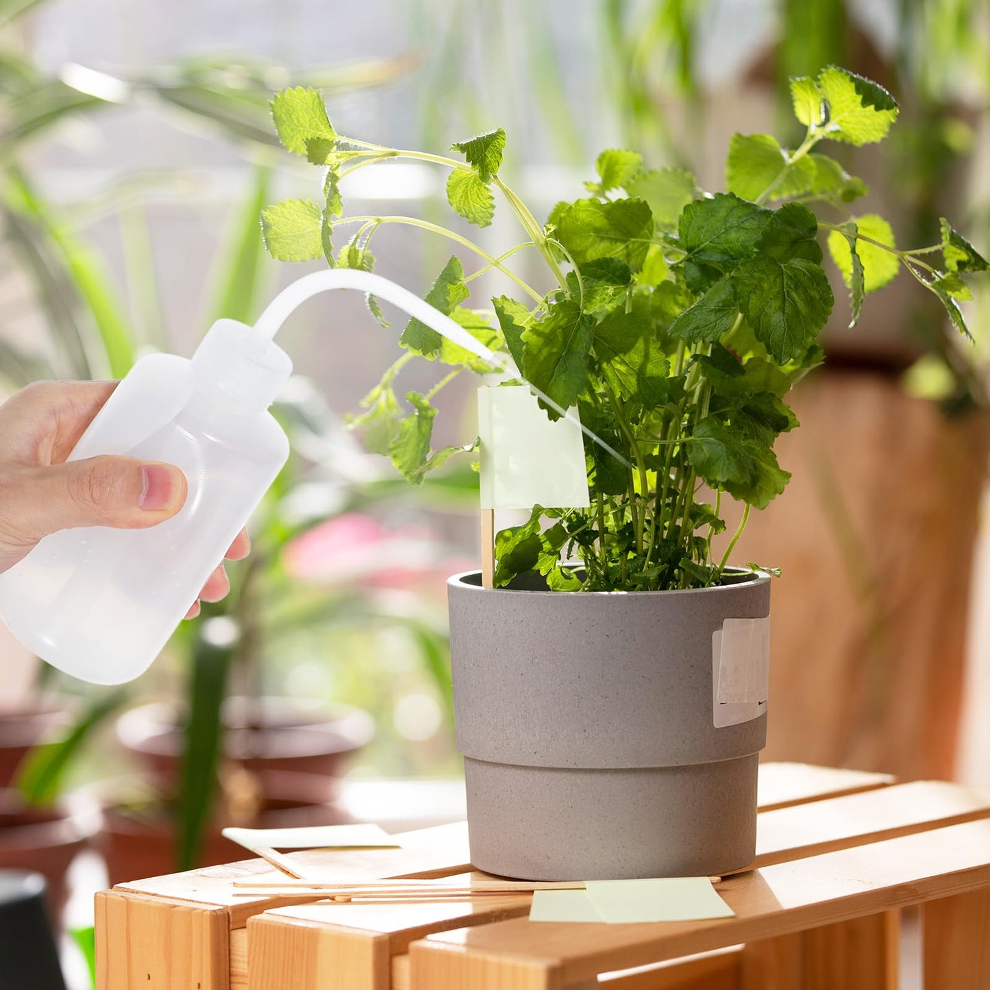 12 Pcs 250ml Plastic Safety Wash Bottles, 8oz, Multipurpose: Watering Plants, Cleaning Tools, Labware, Experiments Ustils