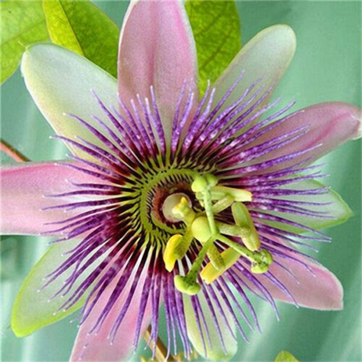 50pcs Mix Color Passion Flower Seeds Rare Potted Plants for Planting Outdoors Home Garden