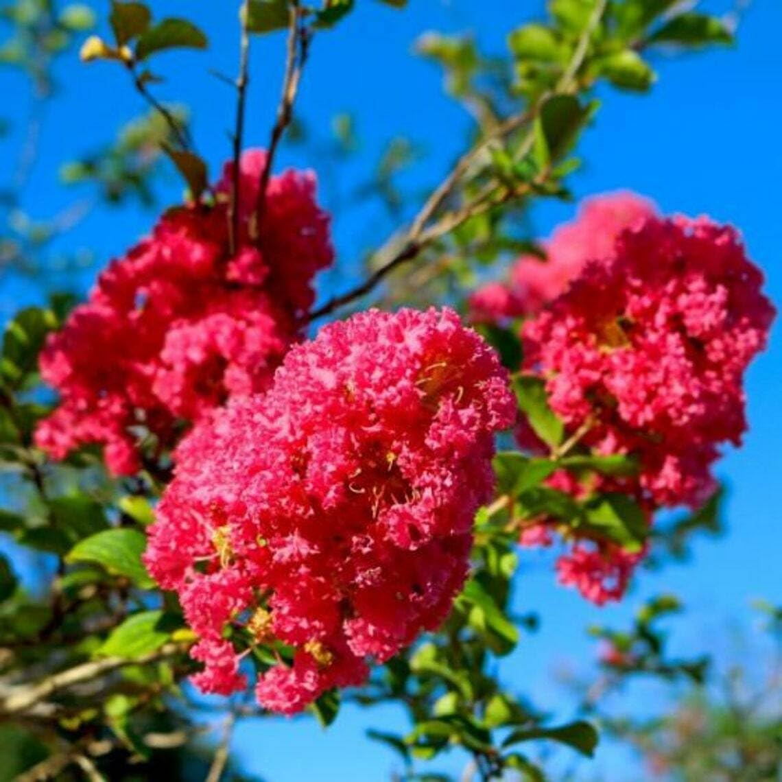 Live Plant - 2 Mixed Crape Myrtle Shrubs/Trees,18-24" Tall Plants, Lagerstroemia Indica Rosea