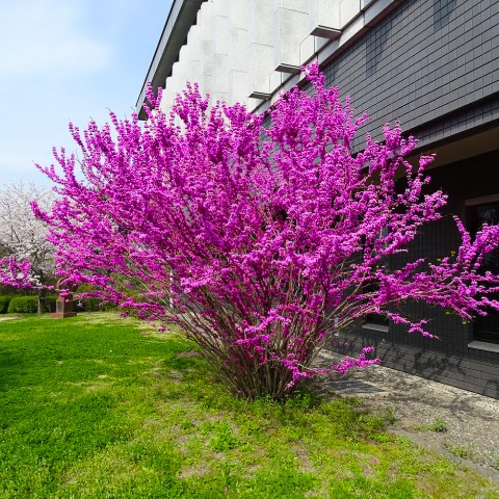 Cold Hardy Purple Pink Redbud Tree Live Plant in Quart Pot, Eastern Red Bud Plants, Vibrant Spring Blooms in Zones 4 to 9, No Leaf in Winter
