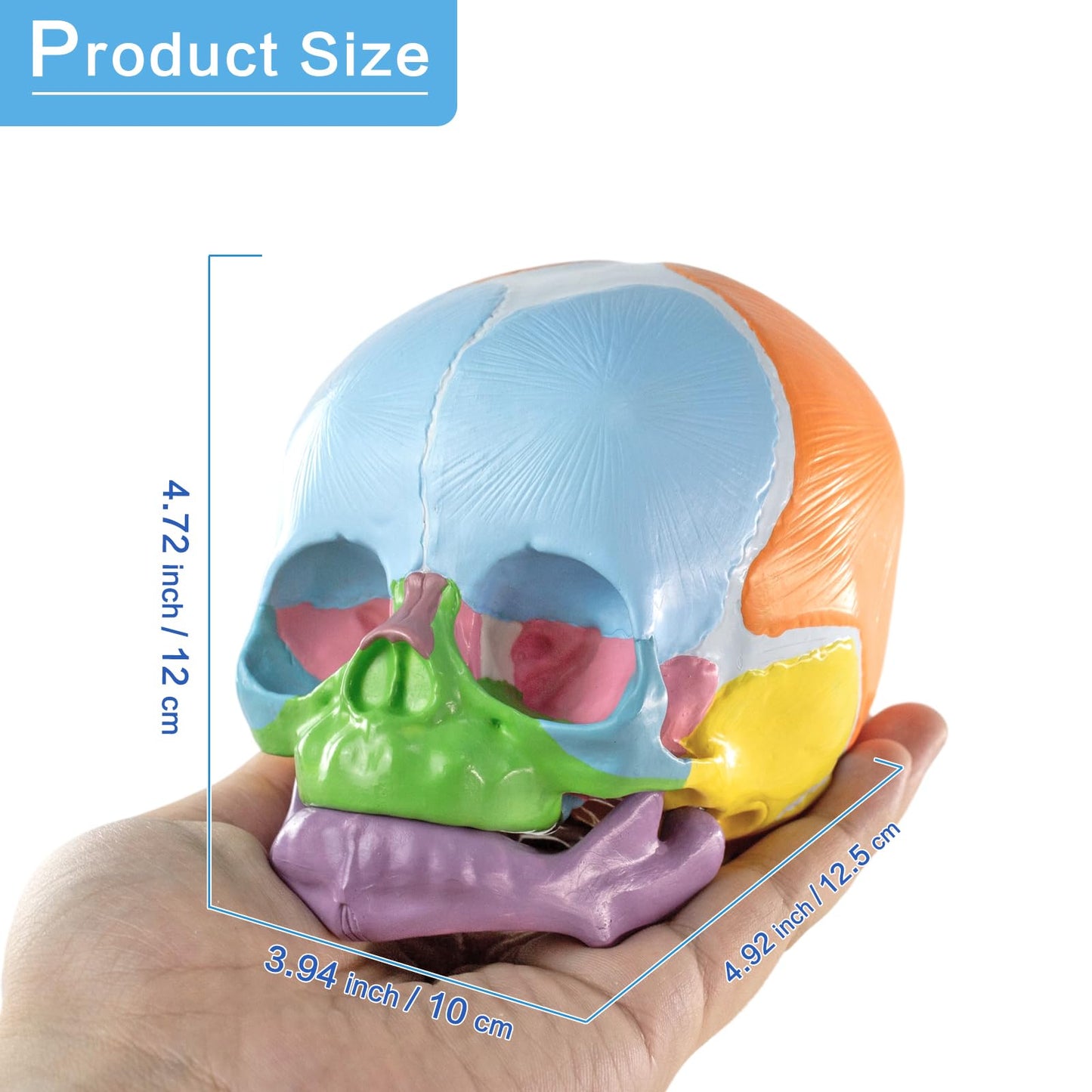 HADWYN 2026 New Life Size Human Infant Skull Model,Anatomy Fetus Brain Head，Baby Skull Model for Medical Teaching Learning, Learning Education Display Tool, Hand Painted
