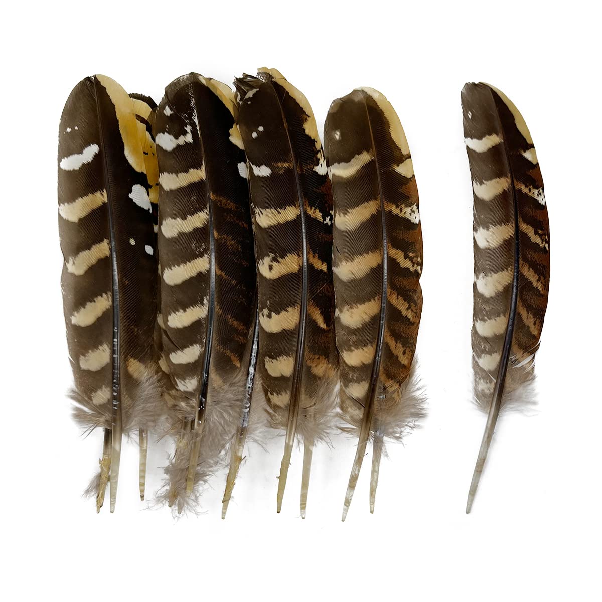 10pcs Natural Spotted Feathers Pheasant Feathers for Craft Clothing Jewelry Accessories Decoration (Small Pheasant Wing Feather 4-6")
