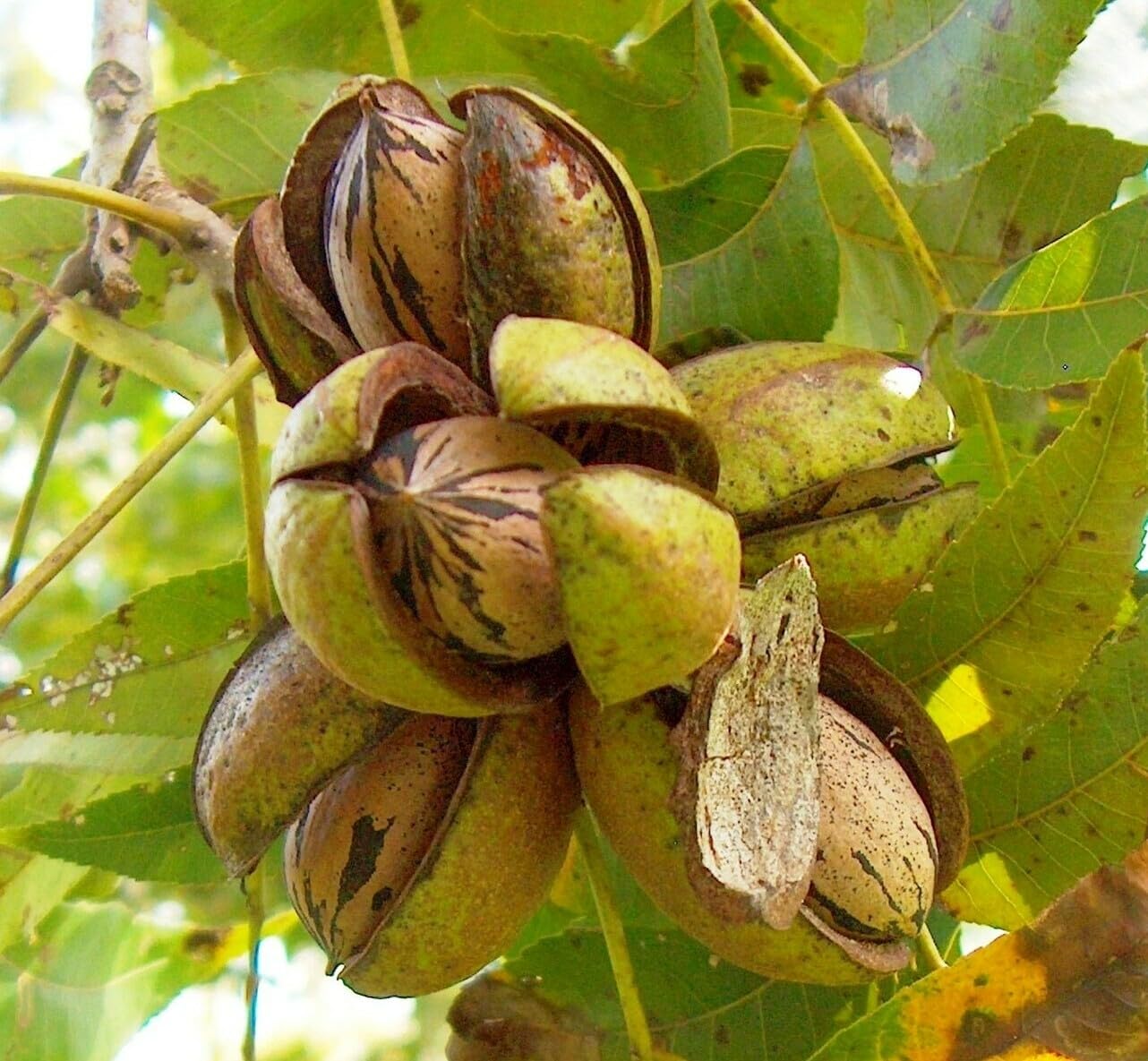 Live Plant - 5 Pecan Trees - 6-12" Tall Live Plants, Bareroot Seedlings - Carya illinoinensis