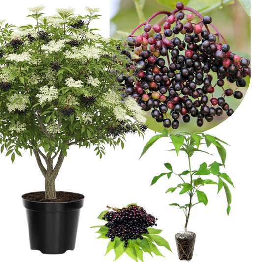 1 Black Elderberry Plant Live, 6-9 Inch Tall, American Elderberry Bush, Hardy Elderberries Tree