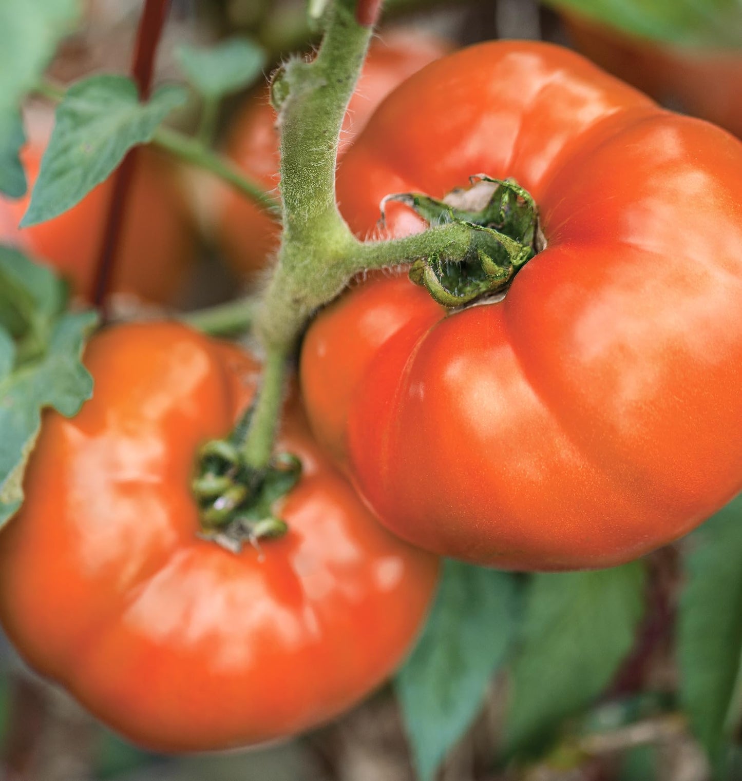 Burpee 'BushSteak' Hybrid, Red Beefsteak Slicing Tomato, 40 Non-GMO Seeds