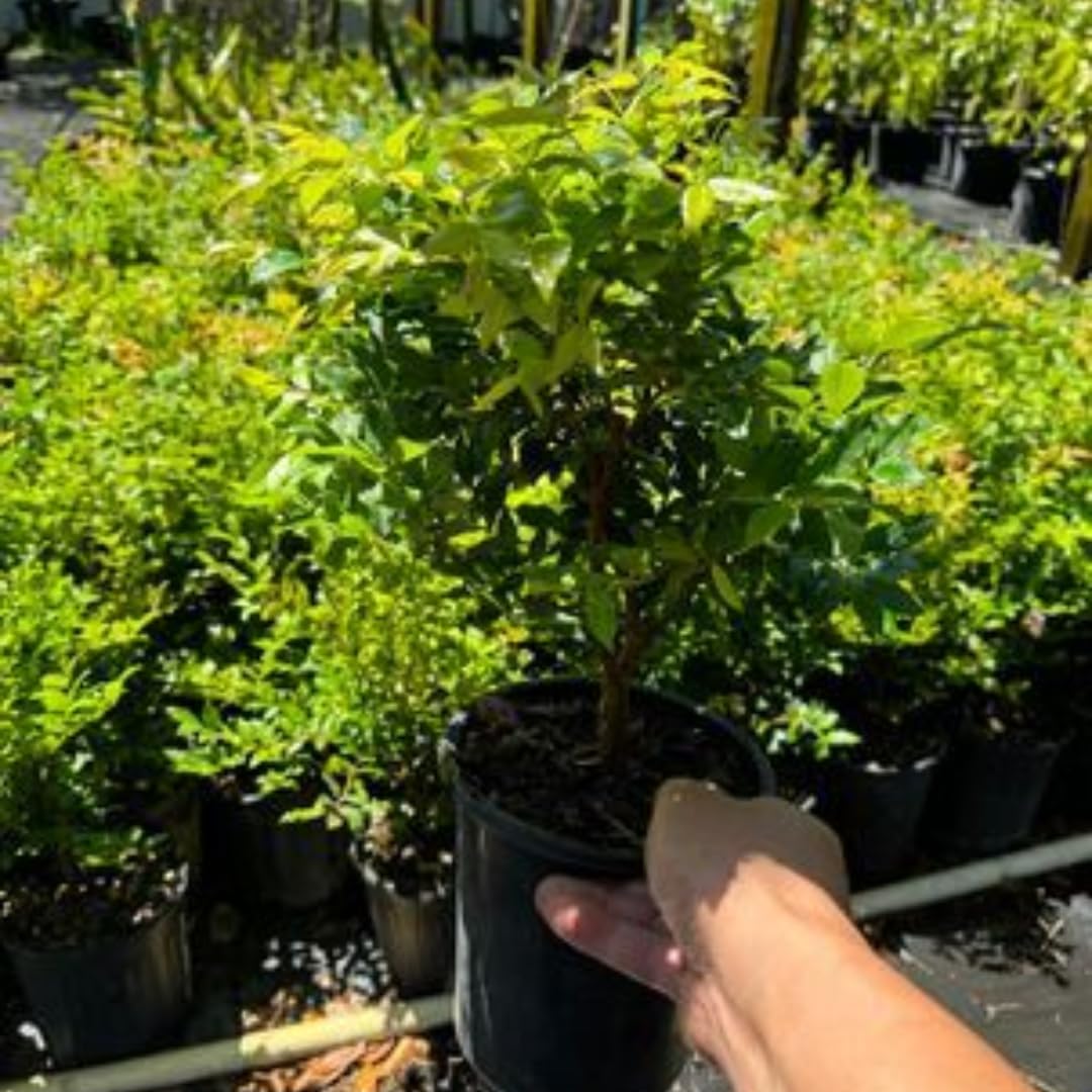 Rare Airlayered Black Jaboticaba Tree Live Plant for Planting, 3 Gallon 1-2 Feet Brazilian Grapetree Black Jabuticaba Tree Plant, Live