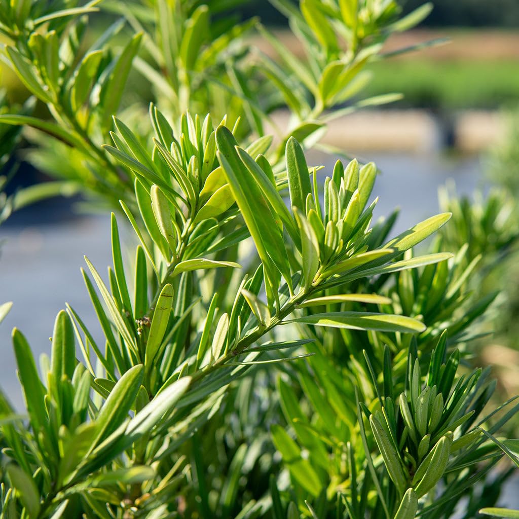 Perfect Plants Podocarpus Maki in 1 Gallon Pot | Live Evergreen Hedge Plant for Outdoor Growing | Japanese Yew Shrub for Privacy & Landscape | Bonsai Tree Starter for Indoor Garden | Full Sun