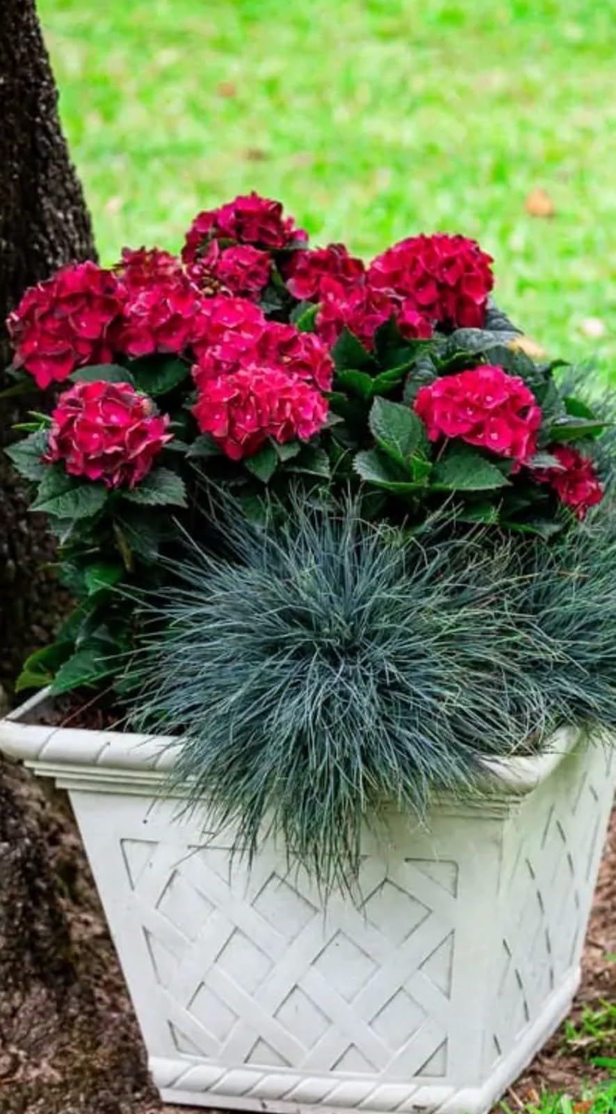 Live Plant - Hydrangea Well Rooted Starter Plant Blood Red Blooms!