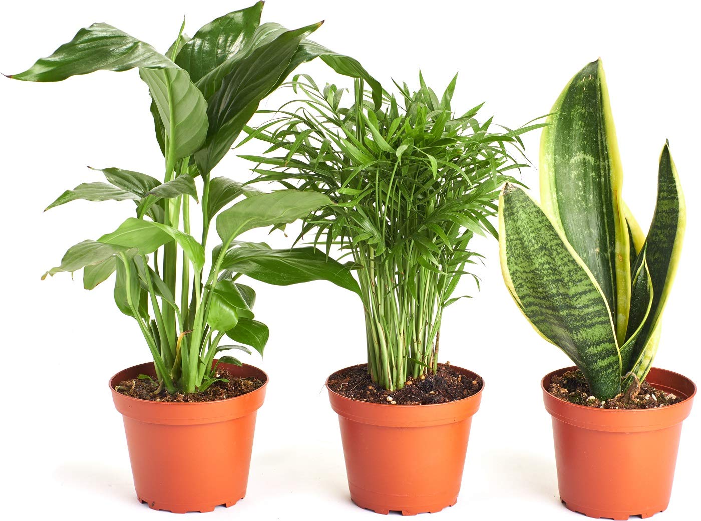 Shop Succulents 3-SILL-PURIFY-4 Windowsill Collection, 4" Grower Pot, Bella Palm/Peace Lily/Snake Plant