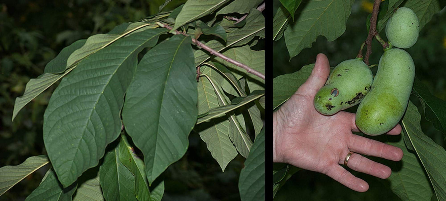 8-16" Tall Asimina triloba Pawpaw Plant, (Poor Man's Banana) 1 Year Old
