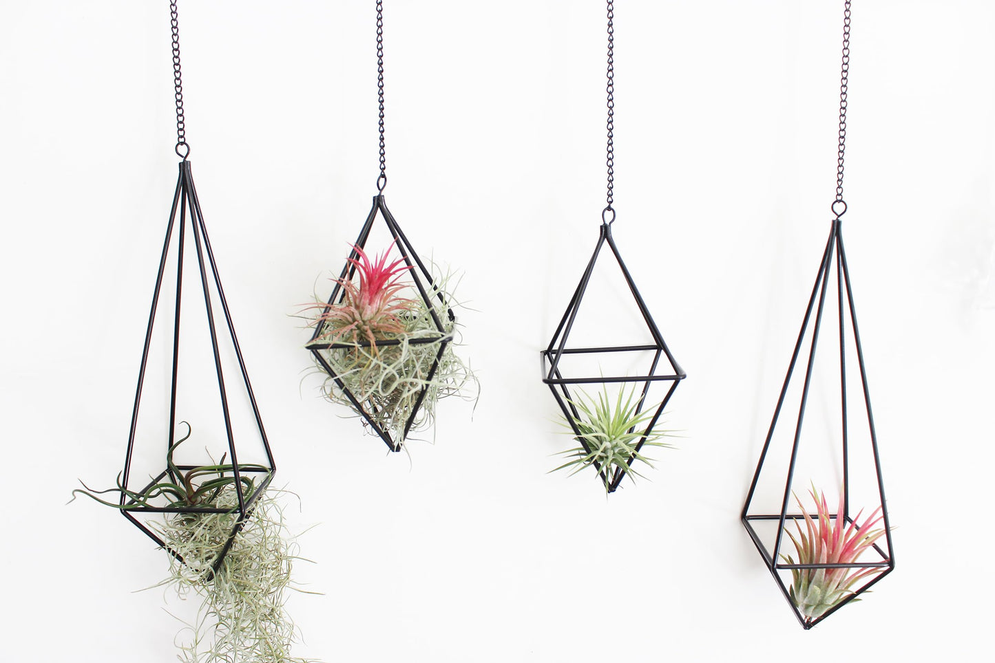 libproqia 4 Pcs Hanging Air Plants Holders Black Himmeli Large Geometric Tillandsia Air Plant Planter Hangers Airplants Display Wire Frame with Chains Wall Metal 2 Size