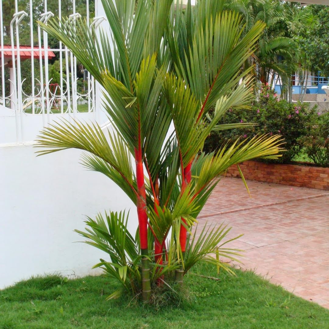 Palm Tree Plant, Live Tropical Palm Tree, Fully Rooted in 3 Gallon Pot, Ready for Outdoor Planting (Red Lipstick Palm)