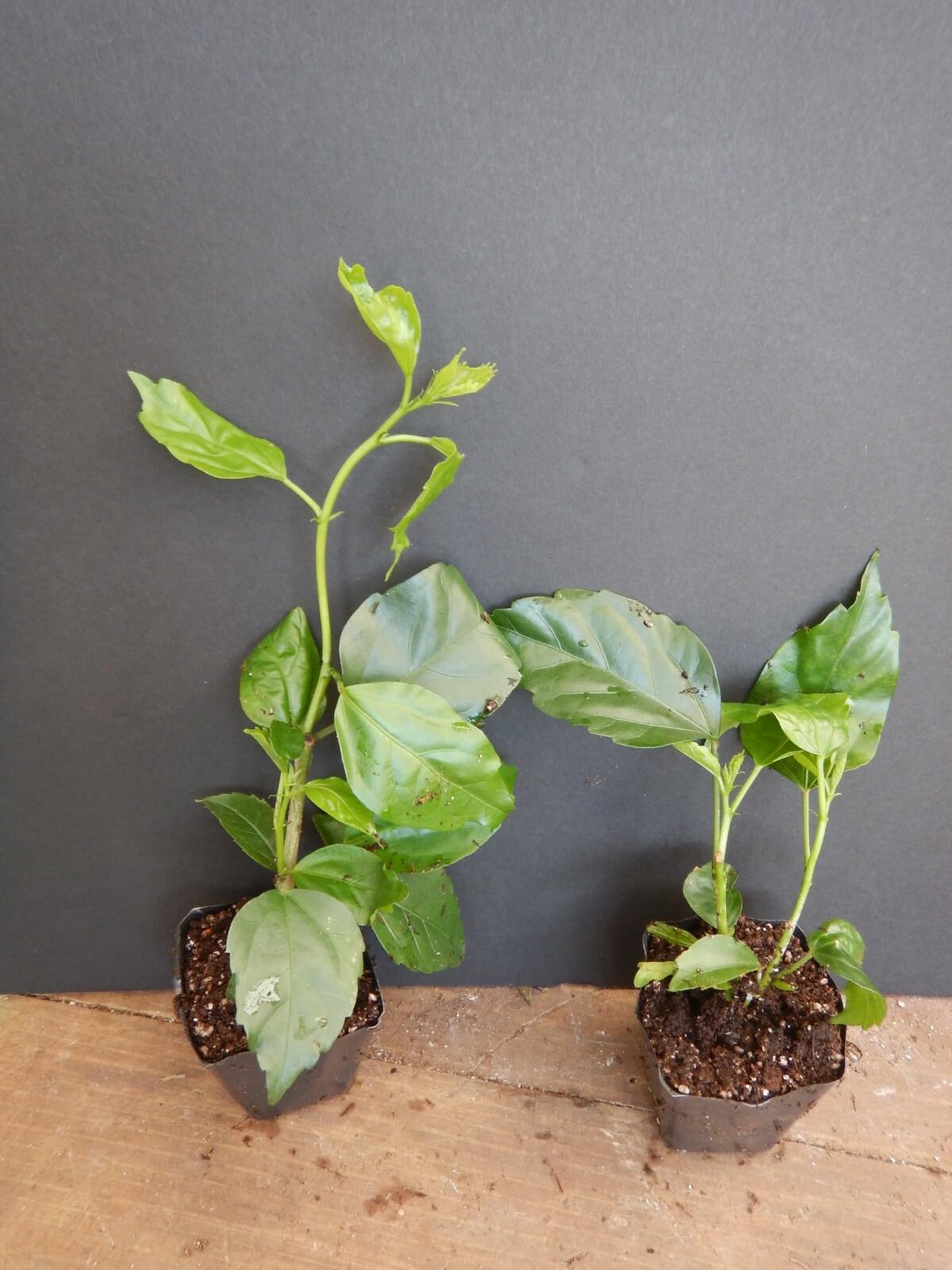 Live Plant - Rooted Tropical Hibiscus Starter Plant Triple White Bloom