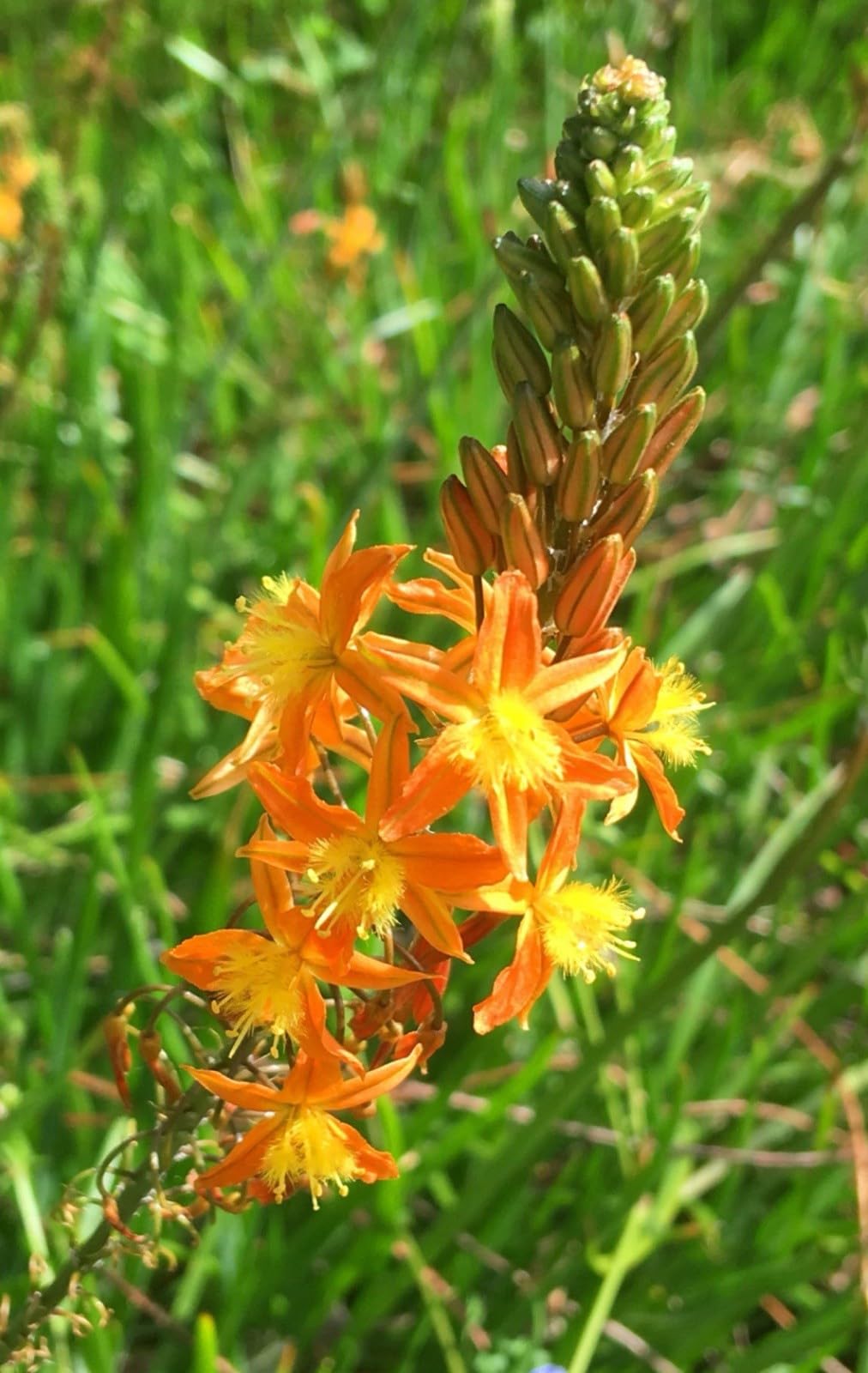 Live Plant - Orange bulbine-Bulbine frutescens-Small Rooted Starter Plant-Butterfly Host!