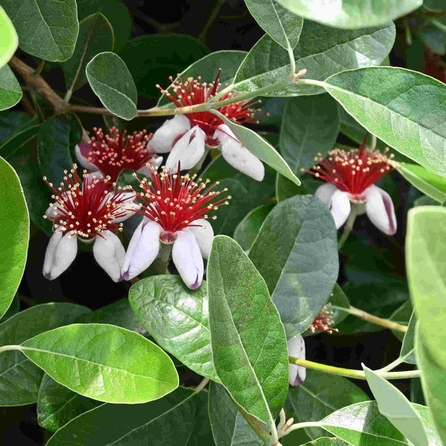 Fejoa Pineapple Guava Silver Leaf - Live Fruit Plant - Edible Landscape - ACCA sellowianna - White Flower - Emerald Goddess Gardens - Starter Sz 4 Inch Pot