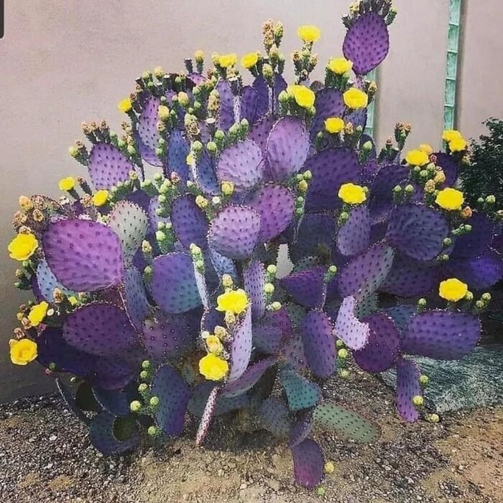 Purple Prickly Pear Cactus Plant Live, 3 Inc Potted, Succulents Plant Live, Live Prickly Pear Cactus Plant