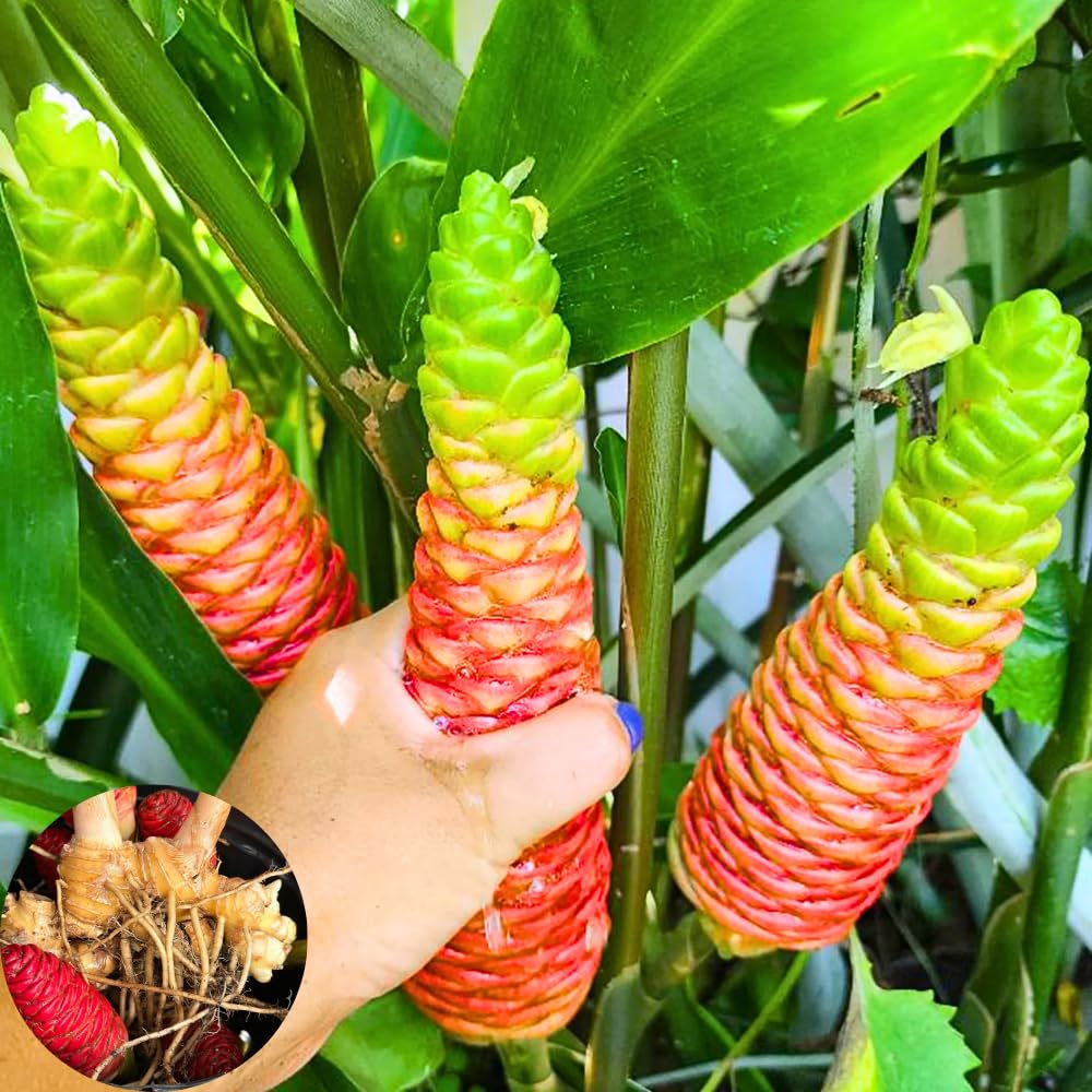 10 Awapuhi Shampoo Ginger Roots, Zingiber Zerumbet Pinecone Ginger Lily, Red Ginger Flowers to Grow, Ginger Rhizomes