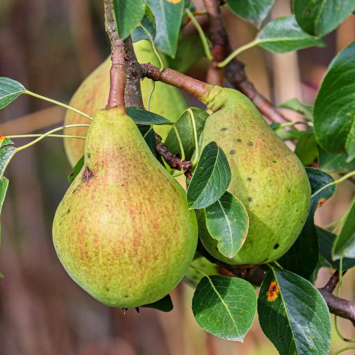 9 Months Old Pear Tree Live Plant for Spring Planting, Pineapple Pears 8-10 Inches in Tall, No Pot, Dormant in Winter, No Leaf, Cold Hardy Pear Home Orchard Yard